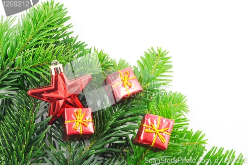 Image of green fir for christmas