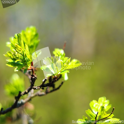 Image of green spring leaves