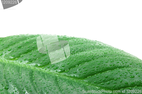 Image of wet leaf