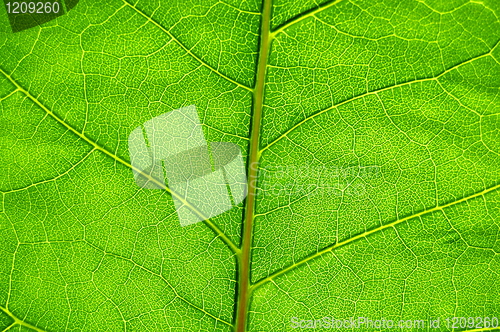 Image of green leaf background