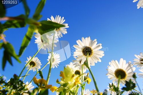 Image of daisy flower under blue sky