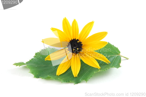 Image of flower