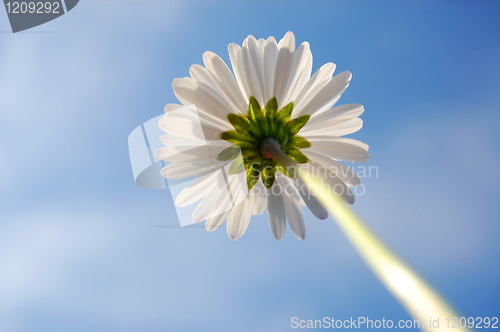 Image of daisy under blue sky