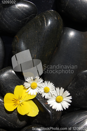 Image of daisy flowers on black stones