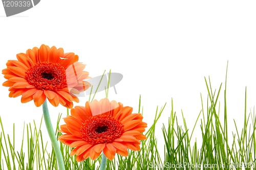 Image of grass flower and copyspace