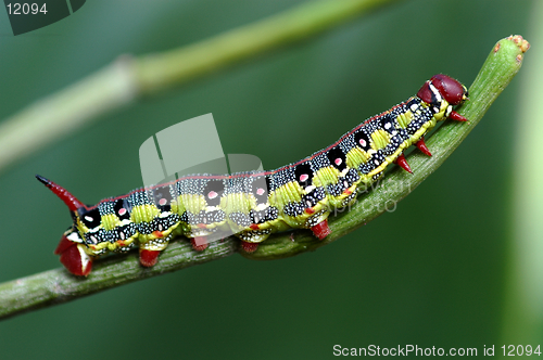 Image of Caterpillar on leaf