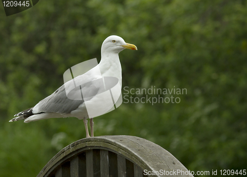 Image of Herring gull