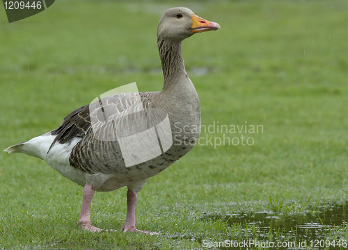 Image of Greylag Goose in the rain