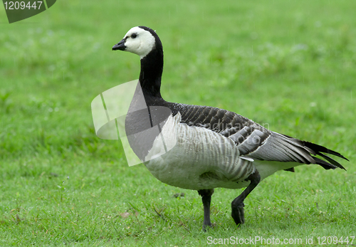 Image of Barnacle goose in the rain