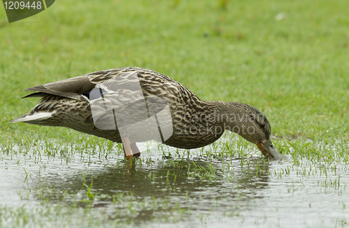 Image of Mallard in the rain