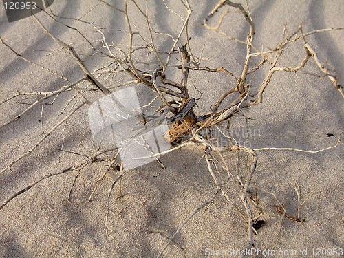 Image of desert dead tree