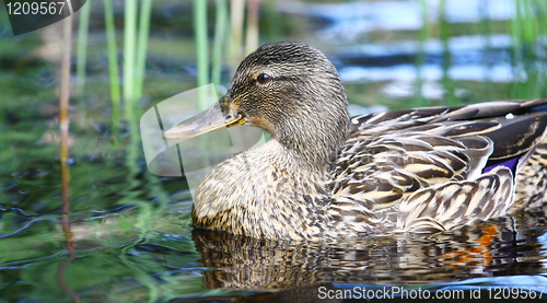 Image of Mallard duck 