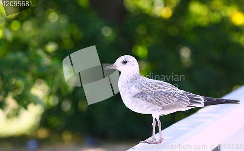 Image of Seagull on green background