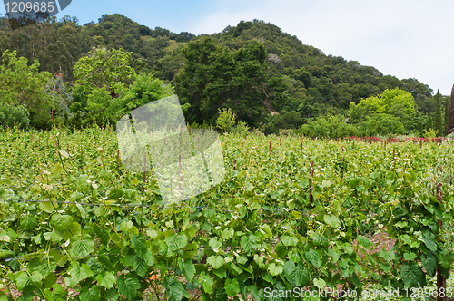 Image of Vineyard