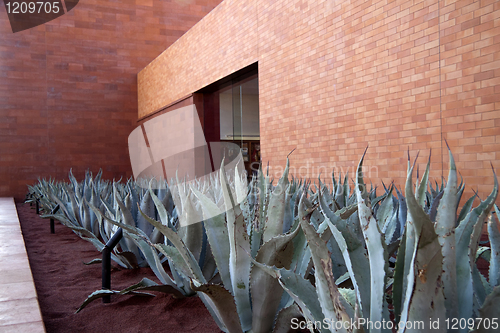 Image of Aloe Vera Plants