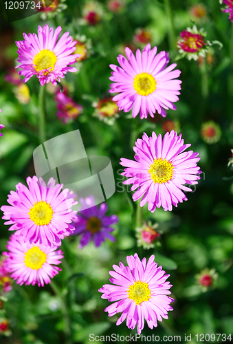 Image of Pink Flowers