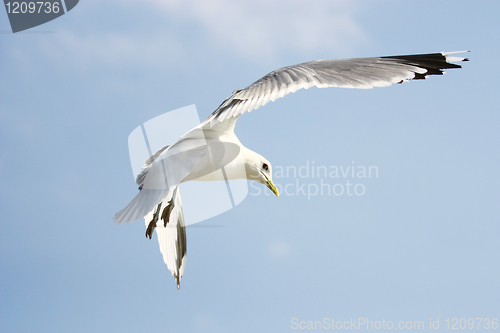 Image of Flying seagull on blue sky background