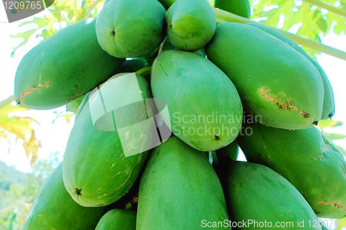 Image of Fresh green papaya fruits on the branch