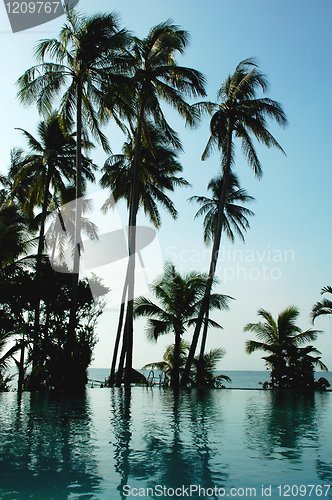 Image of Coconut trees on the beach