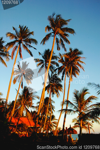 Image of Coconut trees at sunrise