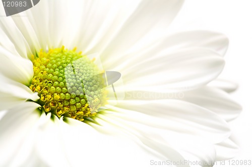 Image of daisy burst