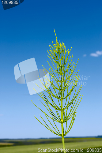 Image of Field horsetail plant