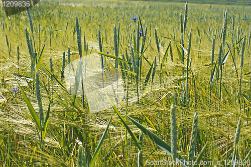 Image of Plants of wheat over barley field
