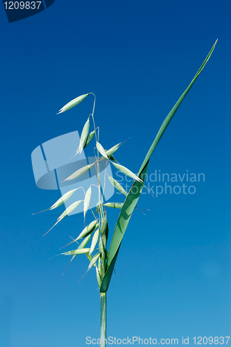 Image of Green spike of oats