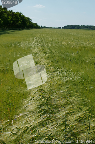 Image of Barley field in flowering period