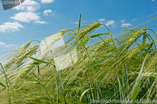 Image of Spikes of barley