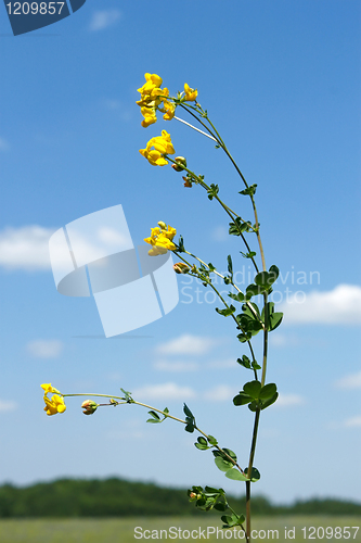 Image of Field bean plant with yellow flowers 