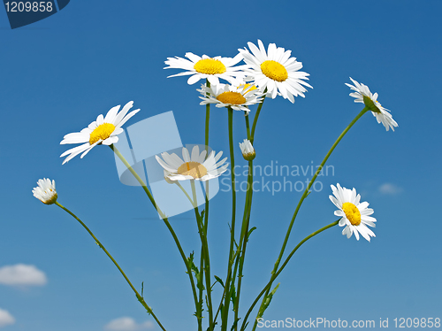 Image of Bouquet of field daisies