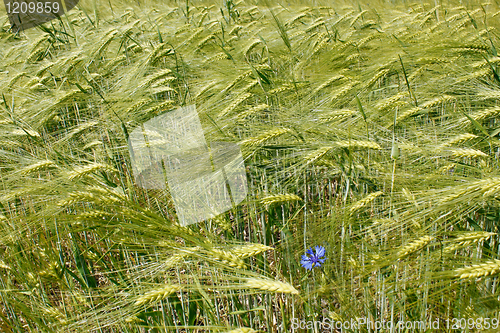 Image of Barley field during flowering period