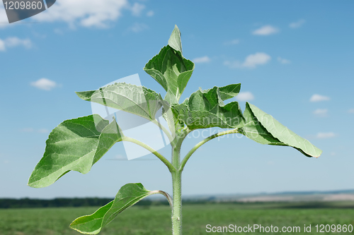 Image of Young sunflower plant