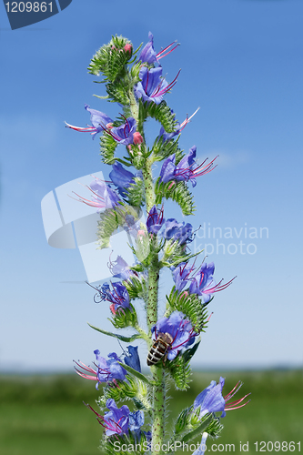 Image of Hyssop flowering