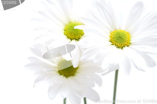 Image of daisies highkey isolated