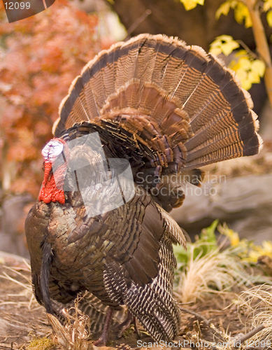 Image of Wild Turkey Tom, prepared by taxidermy. 12MP camera.