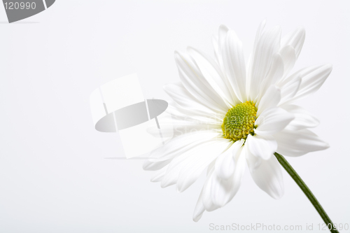 Image of white daisy