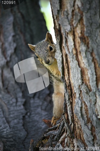 Image of squirrel watching