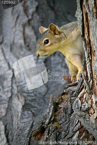 Image of squirrel watching