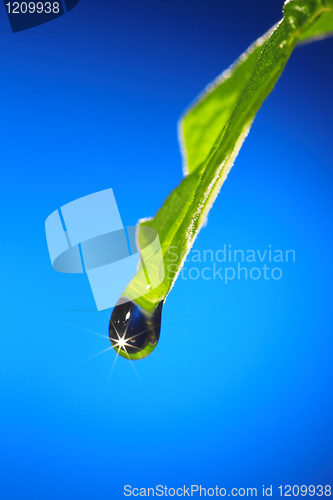 Image of leaf with drop