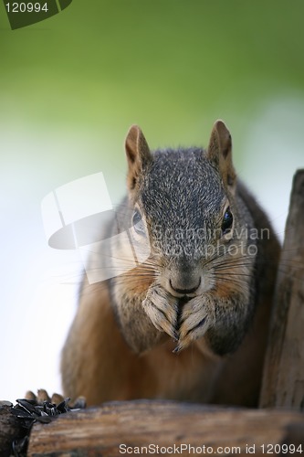 Image of squirrel closeup