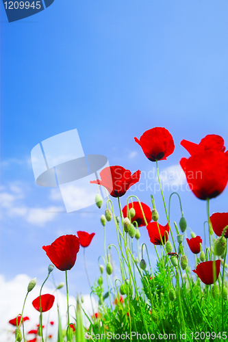Image of red poppy flowers