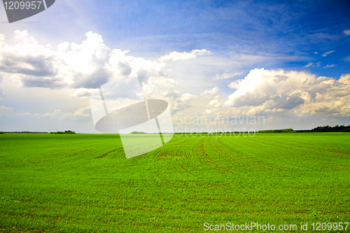 Image of agricultural field