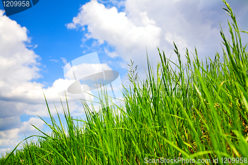 Image of green grass