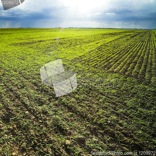 Image of green field