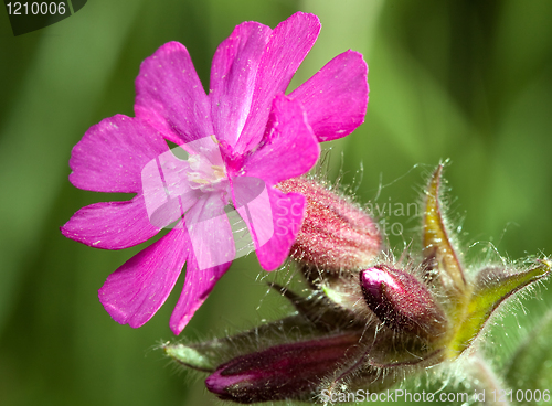 Image of Melandrium dioicum 