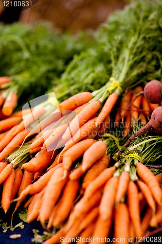 Image of bunches of fresh carrots