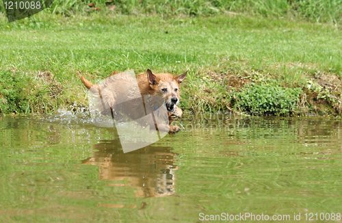 Image of Old dog jumping into the lake
