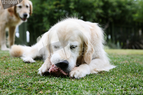 Image of Golden retriever dog with a bone